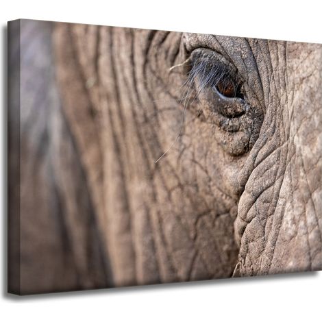 Impression sur toile Animaux Œil d'éléphant 40x30 cm