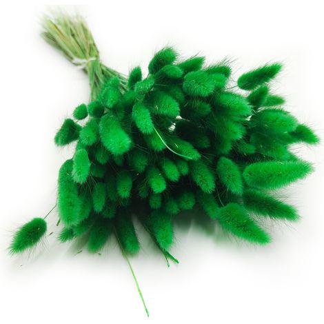 Getrockneter Lagurus - Lagurus ovata - grün