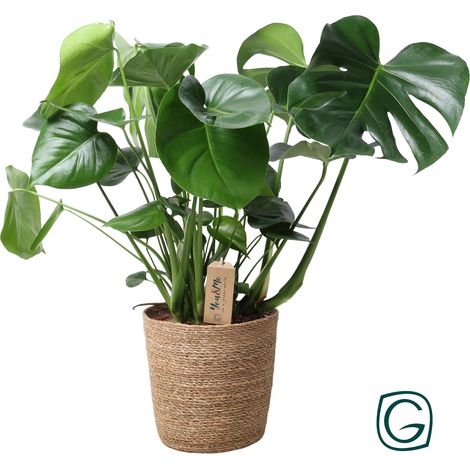 Monstera Deliciosa Plante Gruyère en Panier Naturel, Plante d'Intérieur Décorative, Ø21 cm, 60 cm - PANGIVO (1/5)