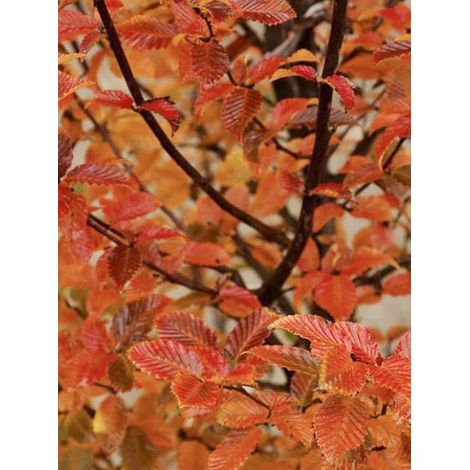 Charme commun 'Orange Retz' Pot de 4L/5L (1/2)