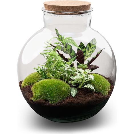 Terrarium de Plantes Kit DIY avec Éclairage Écosystème Fermé Verre Ø 31 cm H 30 cm - PANGIVO (1/3)