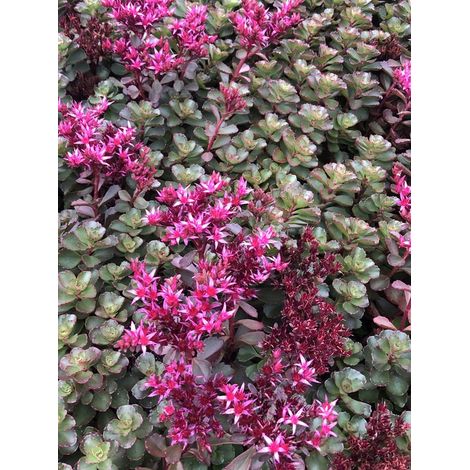 6 x Sedum spurium 'Fuldaglut' - Orpin du Caucase, Orpin rose - pot 9 x 9 cm