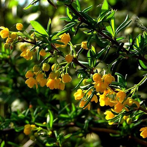 Épine-vinette à feuilles - Berberis stenophylla - 40-50 cm pot (1/4)