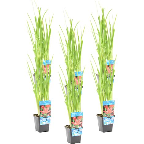 Bloomique - Lot de 6 - Schizostylis 'Mrs Hegarty' - Lis des Cafres rose - Glaïeul des marais - Plantes de bassin - Plantes aquatiques - Résistante au gel - Hauteur 10-20 cm - Pot 9 cm