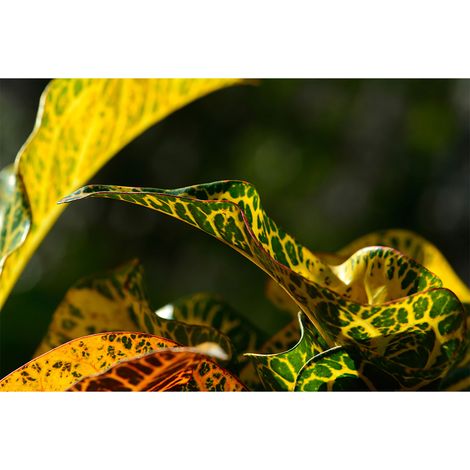 Papier peint panoramique nature vert et jaune Tapisserie panoramique feuilles pour salle de bain Papier peint panoramique trompe l'oeil (1/2)
