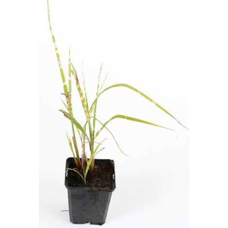 Roseau de Chine Strictus' - Miscanthus sinensis Strictus' godet 9cm (1/2)