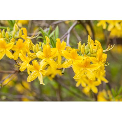 Sommergrüne Azalee 'Goldtopas' Rhododendron lut.'Goldtopas' C 5 40- 50 (1/4)