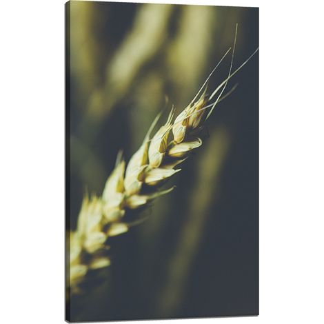 Lienzo impreso Botánica Espiga de trigo 60x100 cm