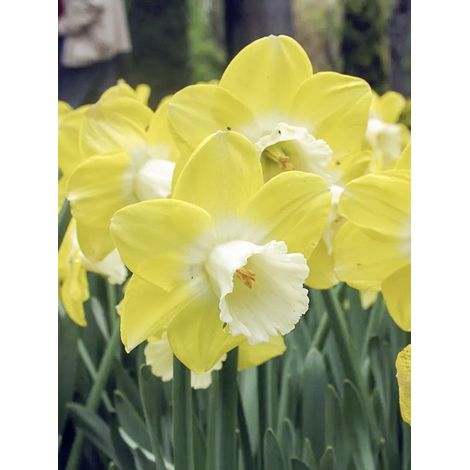 Narcisse 'Avalon' Bulbe calibre 12+ (par 5) (1/2)