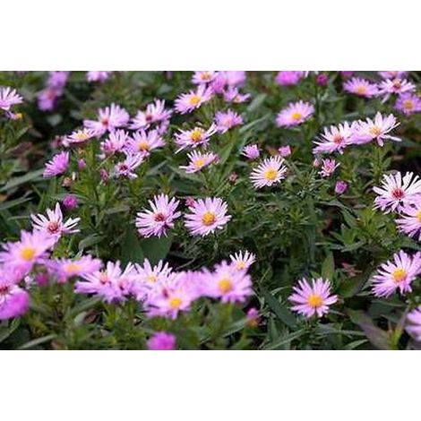 6x Aster - Aster dum. 'Herbstgruss Vom Bresserhof' pot 9 x 9 cm