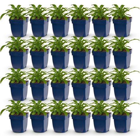 Campanule à Feuilles de Pêcher Alba Vivace Blanche Mellifère Lot de 24 Plantes Pot 11cm - PANGIVO (1/5)
