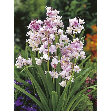 Jacinthe d'Espagne 'Rose Queen' Bulbe calibre 8+ (par 20)
