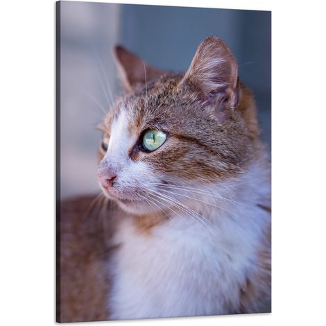 Stampa su tela Animali Gatto rosso 60x90 cm