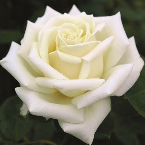 Gardenaria Rosa 'Stella Polare' - Rosa da giardino - Altezza: 40/50 cm (vaso20) (1/3)