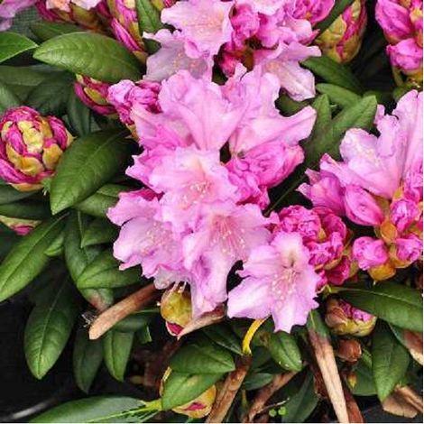 Rhododendron 'Caroline Allbrook' - 25-30 cm pot