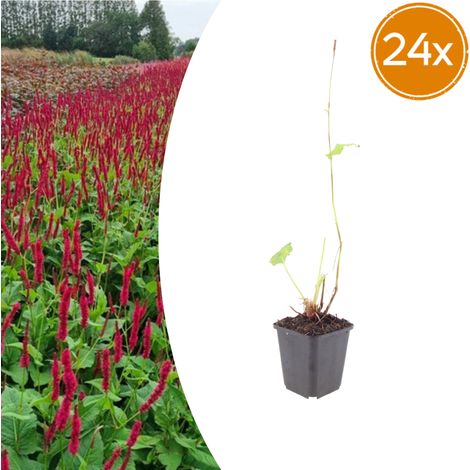 Lot de 24 Persicaria amplexicaulis 'Blackfield' Renouée Vivace Fleurs Rouge Foncé Pot Ø 9 cm - PANGIVO (1/5)