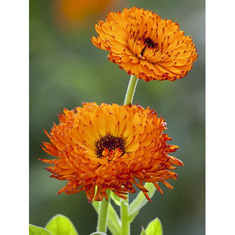 Souci des jardins 'Néon' le sachet de 150 graines (1g) (1/2)