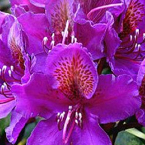 Rhododendron 'Marcel Menard' - 40-50 cm pot (1/4)