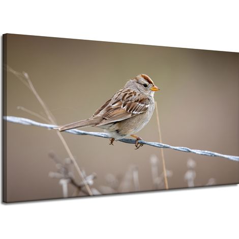 Leinwanddruck Tiere Spatz 120x70 cm