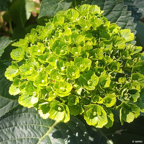Hortensia 'Green Ever Belles' Pot de 2L/3L (1/2)