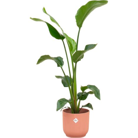 Strelitzia Nicolai Oiseau du Paradis avec Pot Fold Round Rose Ø22 cm - 100 cm - PANGIVO
