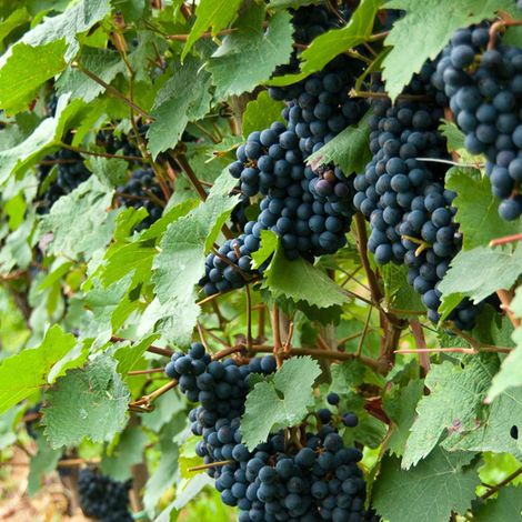 Vigne 'Solara' Pot de 2L/3L (1/2)