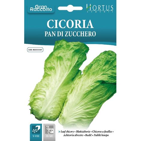 Cicoria Pan di zucchero - zarte Blattsalate für frische Salate