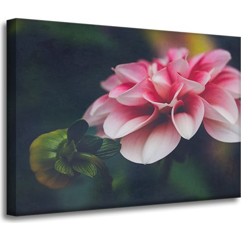 Leinwanddruck Botanik Rosa Dahlie 70x50 cm (1/4)