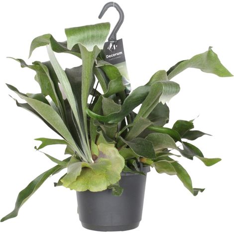 Fougère Corne de Cerf Platycerium Bifurcatum Plante Verte d'Intérieur Ø17cm Hauteur 30-35cm - PANGIVO (1/4)