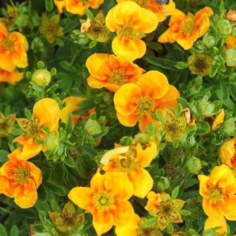 Potentille arbustive 'Mango Tango' - 25-30 cm pot