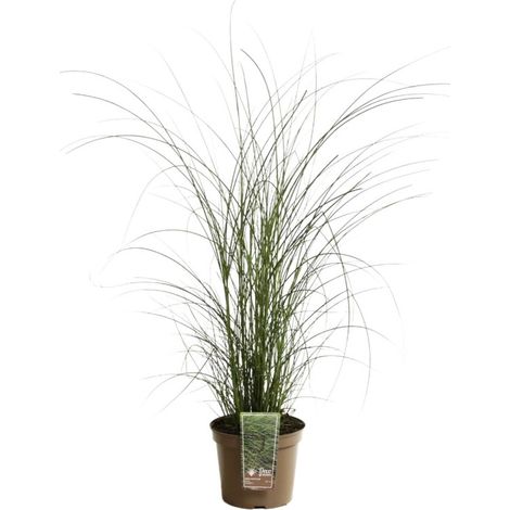 Roseau de Chine Gracillimus' - Miscanthus sinensis Gracillimus' pot 7,5L (1/2)