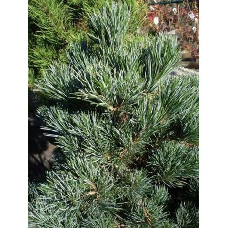 Pin blanc japonais 'Negishi' Pot de 4L/5L