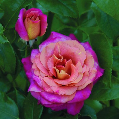 BELLE EPOQUE rosa cespuglio - Pianta di fiore fiori Foto Reali (1/3)