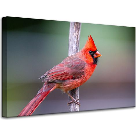 Impression sur toile Animaux Cardinal Oiseau 80x50 cm
