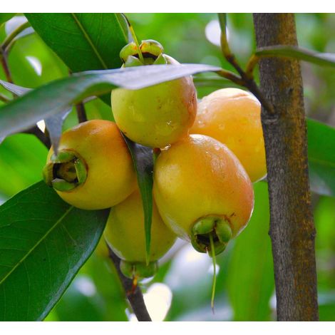 Syzygium jambos (Melarosa) FOTO REALI FRUTTI TROPICALI (1/5)