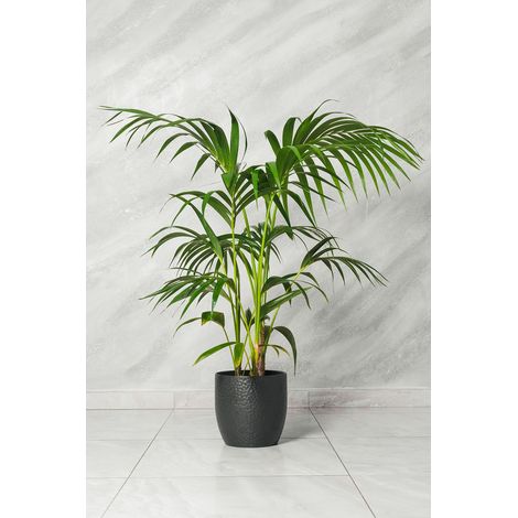 Kenzia Kentia Howea forsteriana en pot 21cm photo réelle H 140cm plante réelle (1/2)