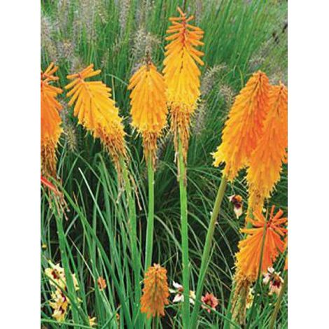 Tritoma 'Mango Popsicle'® Racines nues