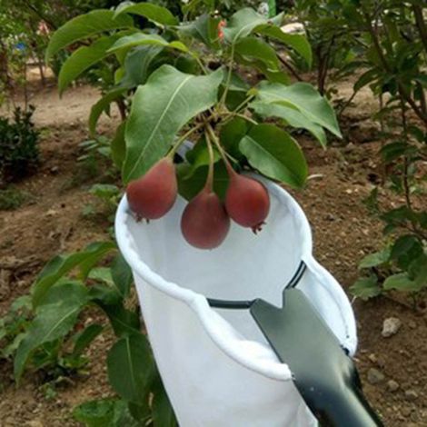 Cueille-fruits métallique portatif, récolteur de fruits avec attrape-fruits, outil de jardin pour la cueillette des fruits. (1/4)