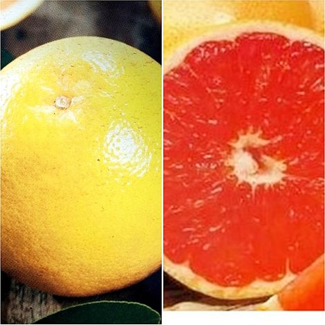 Planta Frutal Pomelo Variedad Star Ruby. 110 Cm