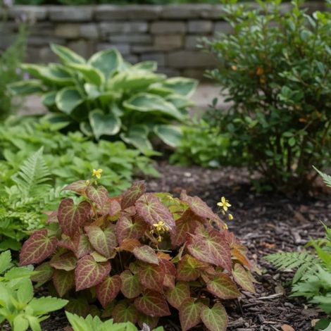 Fleur des Elfes Frohnleiten, Epimedium/Lot de 3 godets