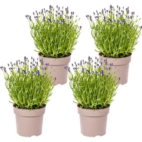 Lot de 4 Lavandes Vraies Lavandula Angustifolia Plantes Parfumées Ø 19 cm H 40-50 cm - PANGIVO (1/5)