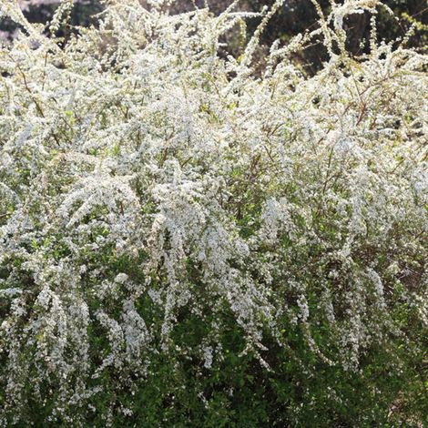 Spirée de Thunberg, Spiraea/Pot de 4L - 40/60 cm (1/5)