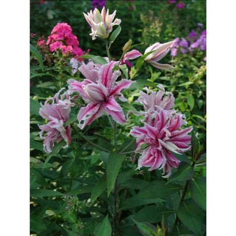 Lis oriental ''Double Magic Star'' Bulbe calibre 14/16 (par 3)