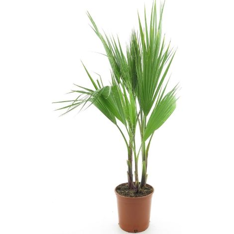 Palma messicana "Washingtonia robusta" pianta in vaso ø24 cm h. 50/60 cm