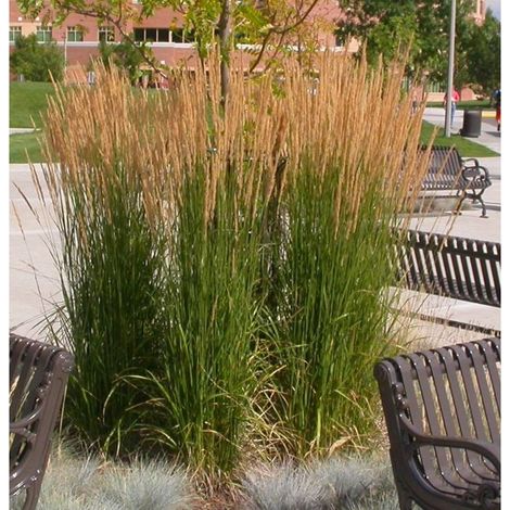 Calamagrostis acutiflora Karl Foerster/Lot de 5 godets
