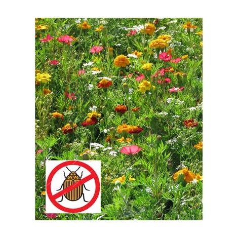 FLEURS ANTI DORYPHORES - 15 G