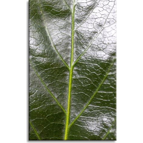 Stampa su tela "Botanica - Foglia di felce" 50x80 cm