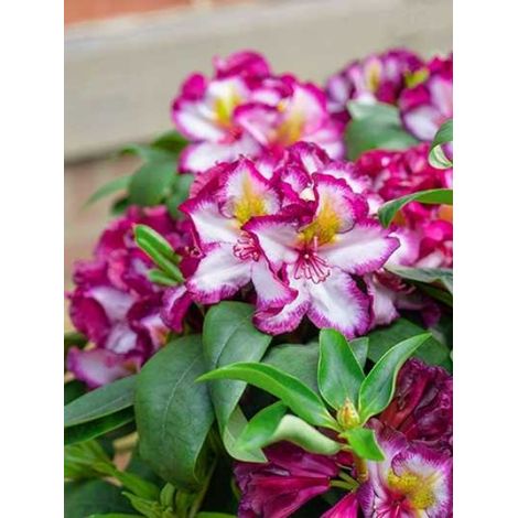 Rhododendron 'Happydendron Pushy Purple' Pot de 4L/5L (1/2)