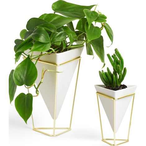 Jardinière de Bureau (1/5)