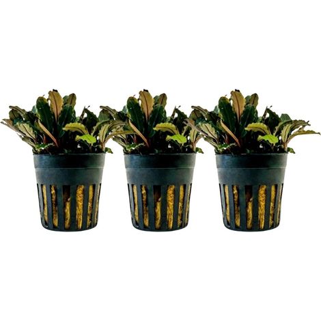 Aquarium Pflanze 3 Stück Bucephalandra sp 'Blue green' Nr.340A